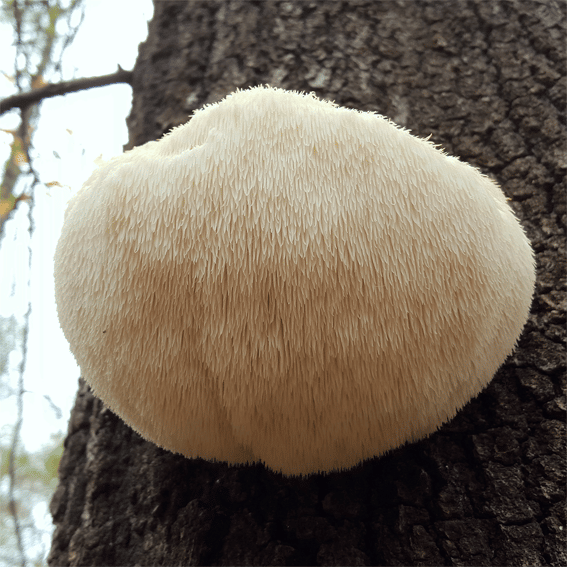 14 Top health benefits of Lionâs mane mushroom