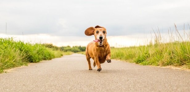 Can dogs get parkinsons disease