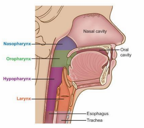 Difficulty Swallowing? Dysphagia & TMD