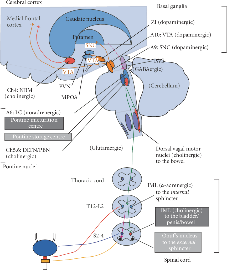 Figure 1 from Bladder, Bowel, and Sexual Dysfunction in Parkinson