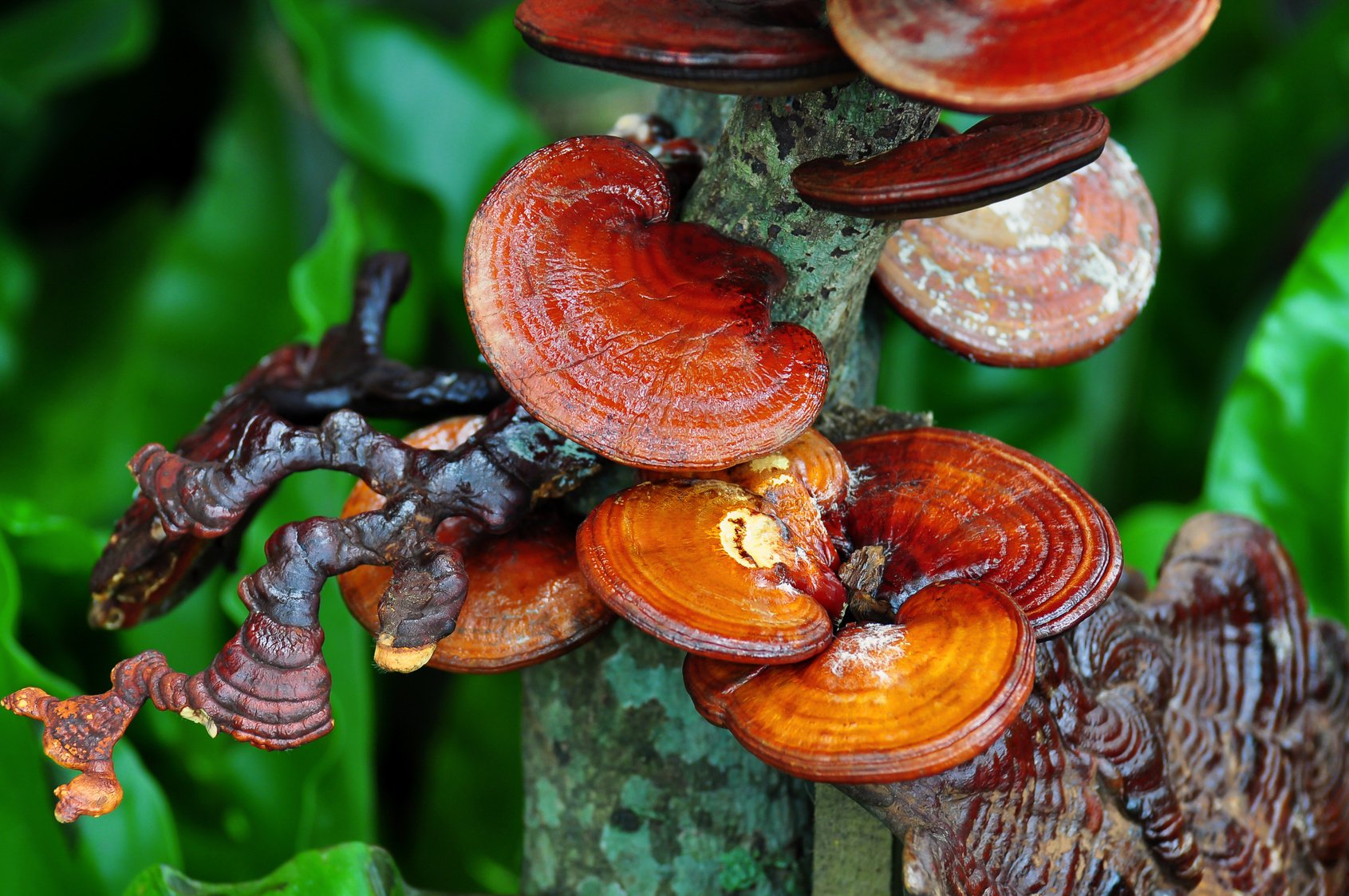 Ganoderma (reishi): le champignon de lâimmortalitÃ©
