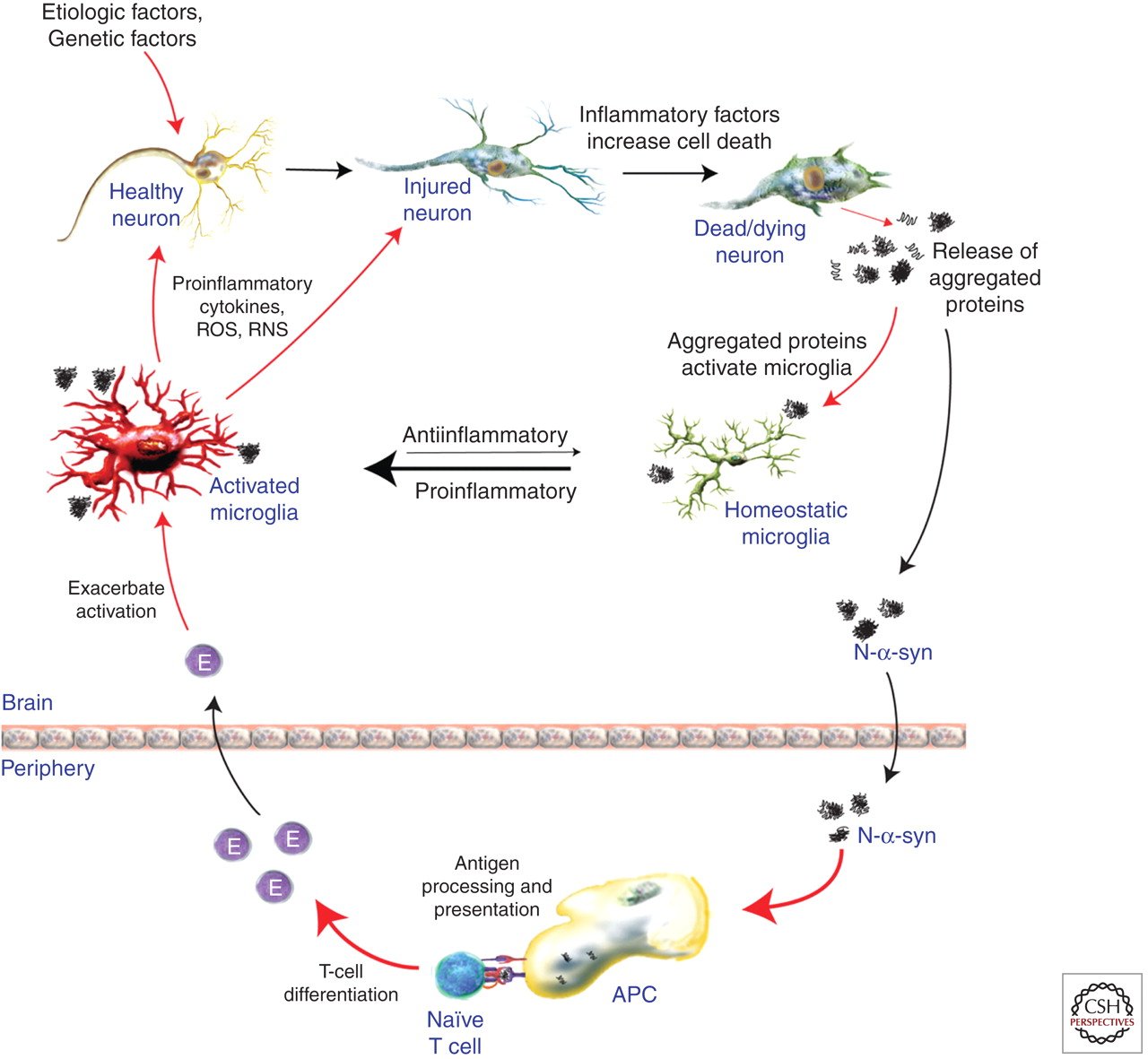 Inflammation and Adaptive Immunity in Parkinsonâ€™s Disease