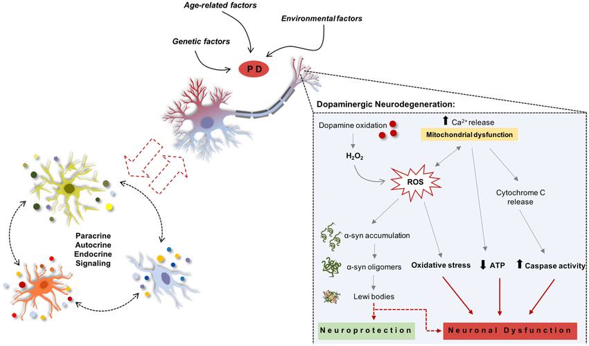 Mechanisms involved in the degeneration of Parkinsons ...
