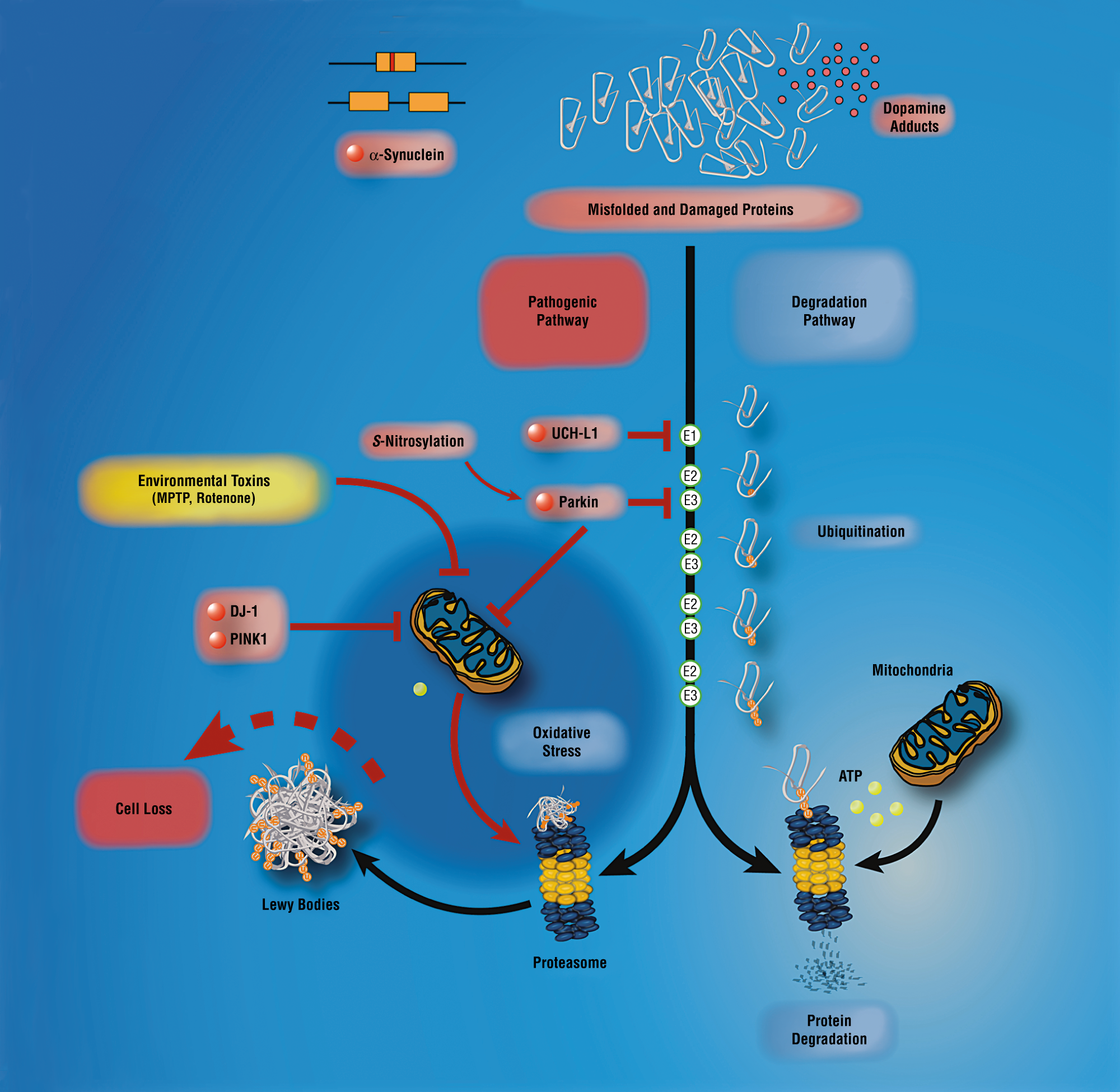 Molecular Pathogenesis of Parkinson Disease