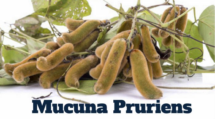 Mucuna Pruriens [7 Natural Health Benefits]