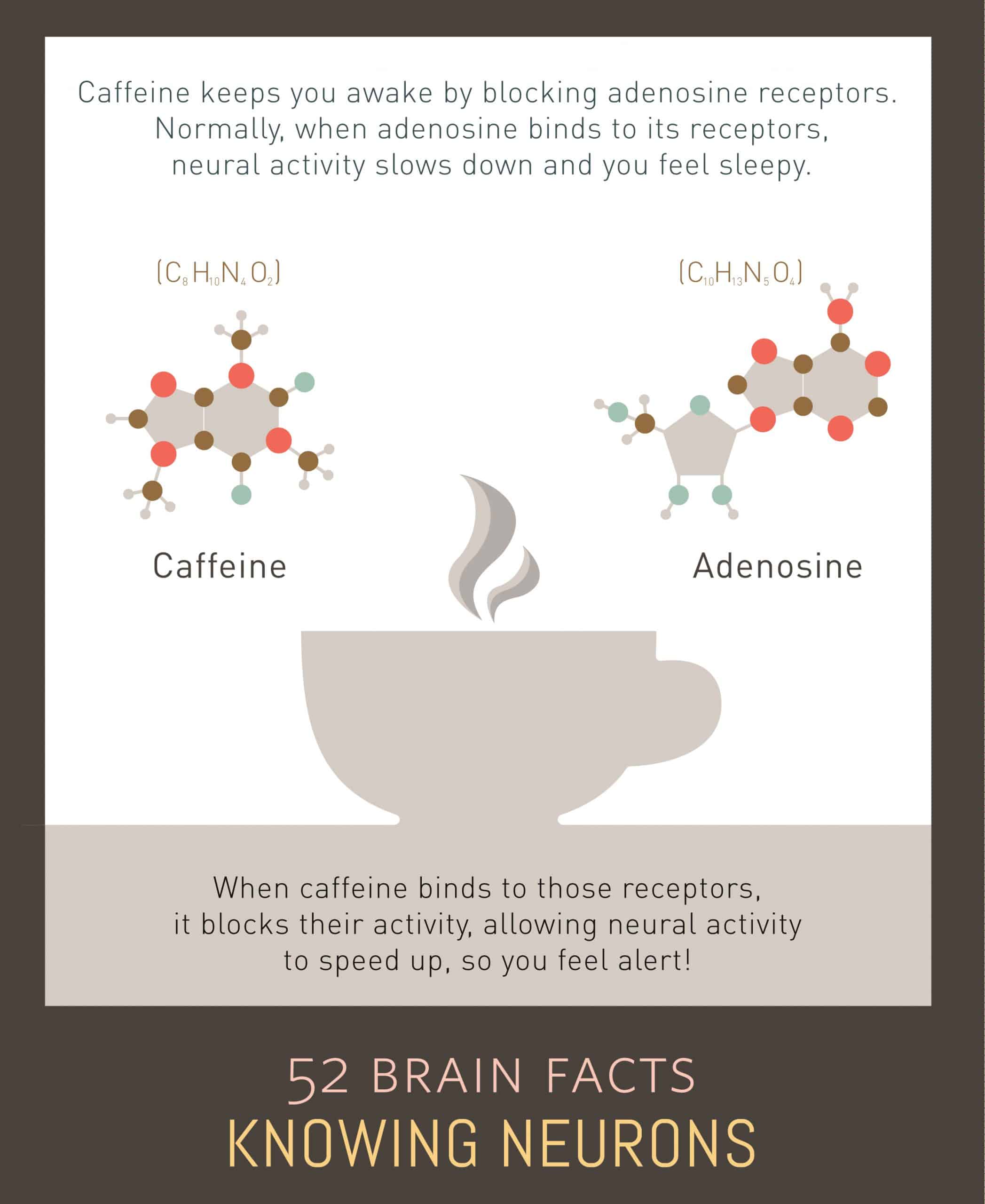 Myth or Fact? The mechanism by which caffeine keeps humans awake is a ...