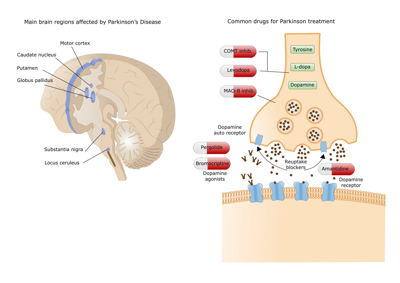 Structure of Parkinson