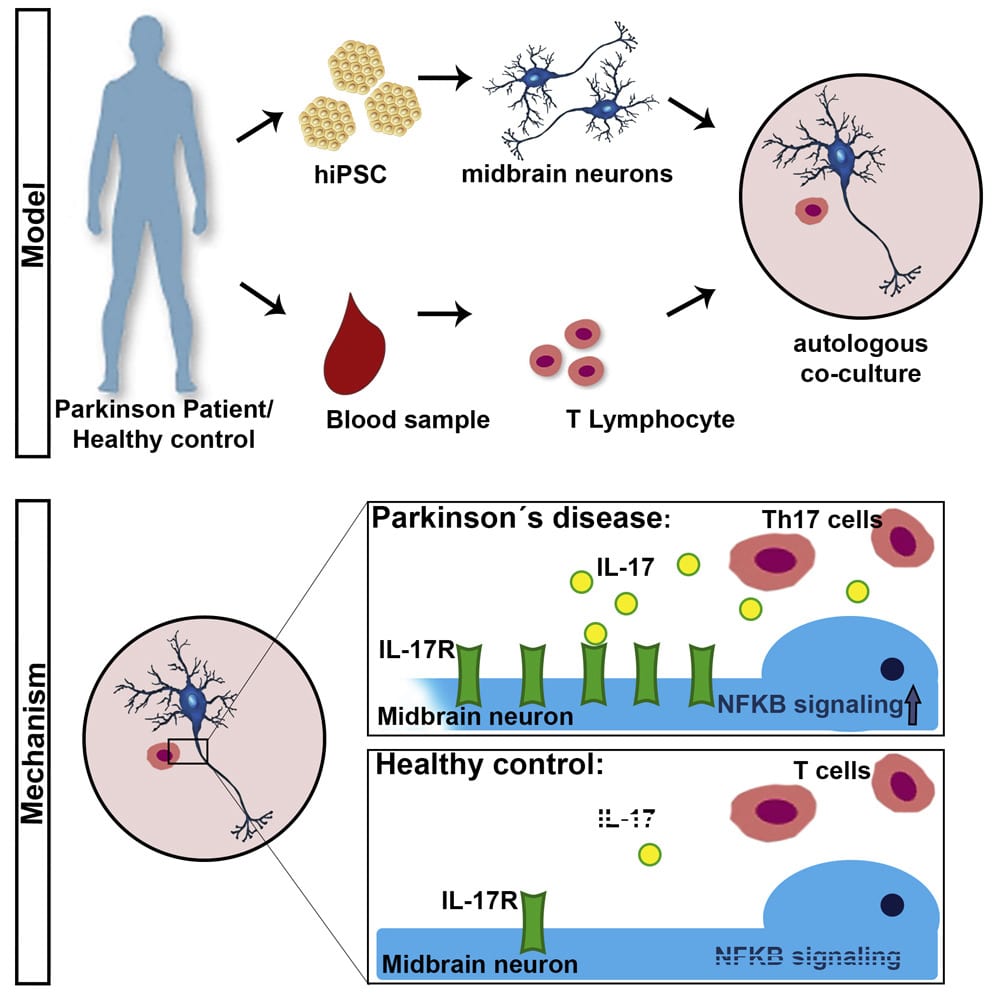 Th17 Lymphocytes Induce Neuronal Cell Death in a Human iPSC