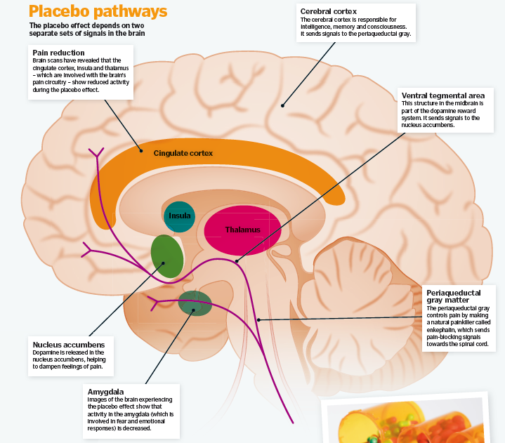 The placebo effect  How It Works