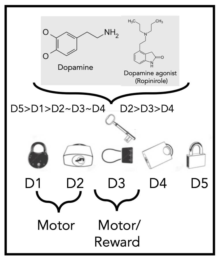 Treating Parkinsonâs with a Dopamine Agonist: The Ropinirole Taper ...