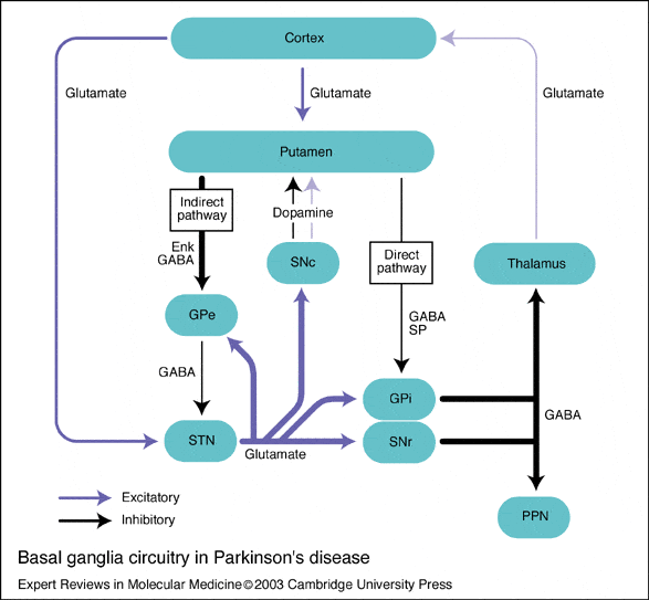 What is the pathophysiology of Parkinson