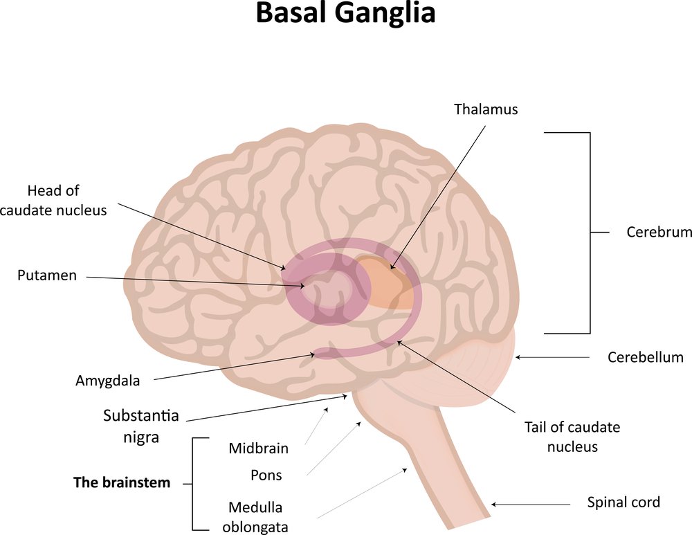 What is Your Basal Ganglia? How it Works for You